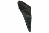 Partial Fossil Megalodon Tooth - South Carolina #300117-1